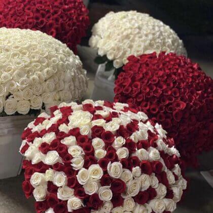 1000 red and white roses (5x100 red, 3x 100 white, 2 x red/white mixed - arranged in 10 vases)