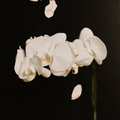 White phalaenopsis orchid