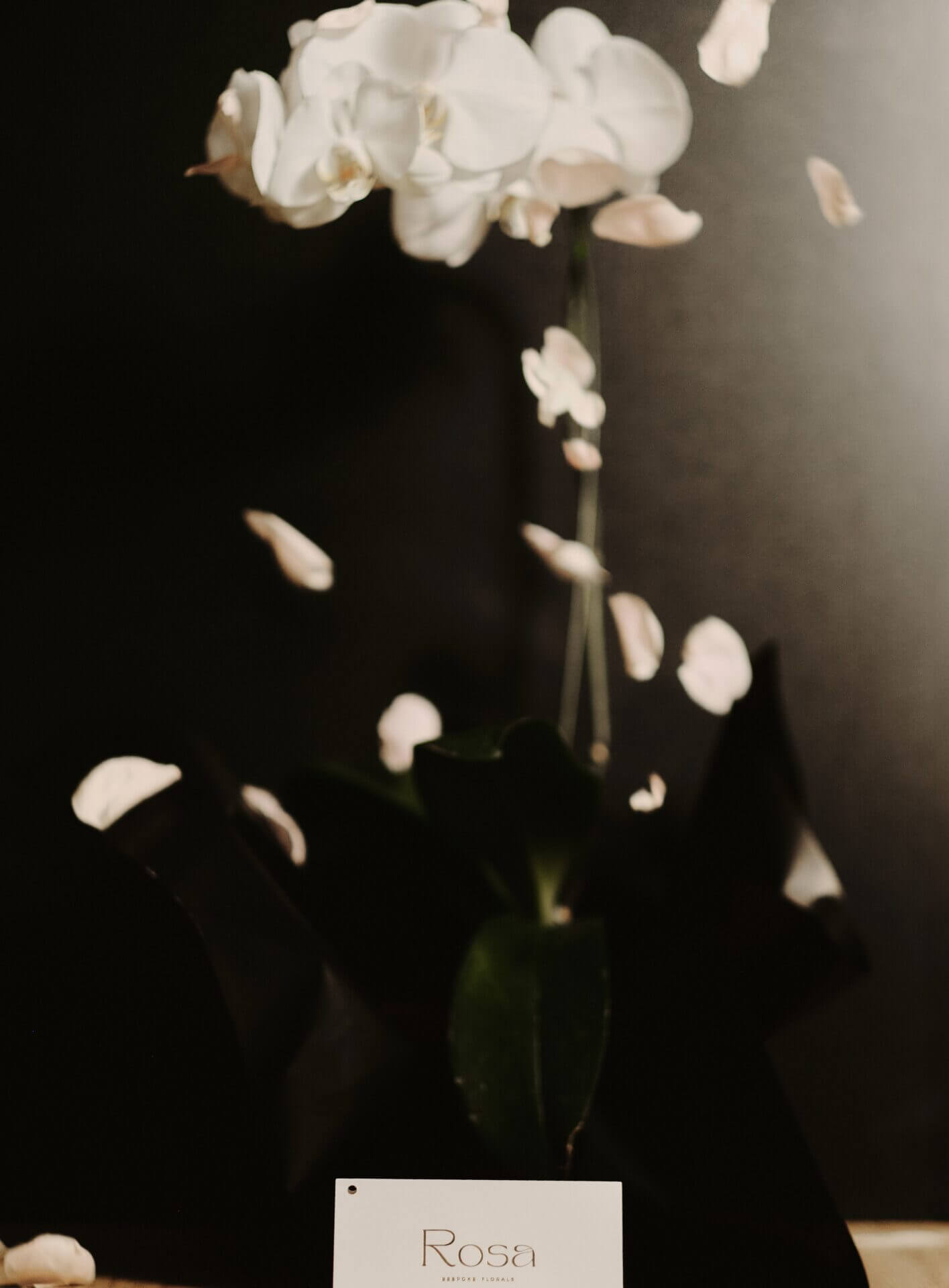 White phalaenopsis orchid - Image 3