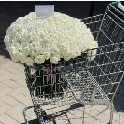 200 white roses - white wrapping